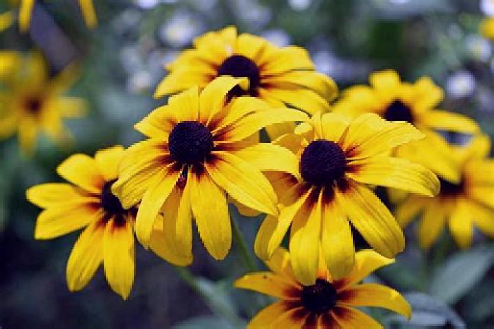 Miles Bellhouse And The Gears Of Time slot game