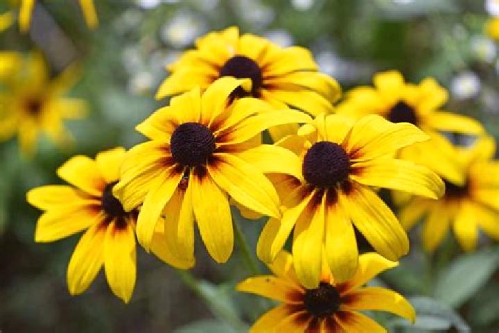 Triple Grand Link Express slot