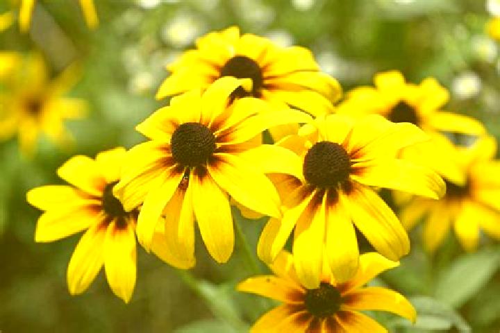 Vegas Kingmaker 40 online slot